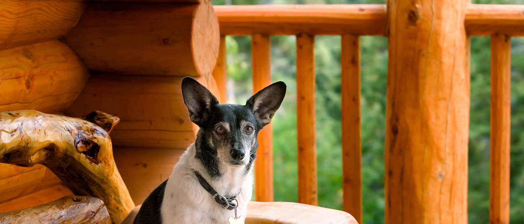 pet friendly cabins in