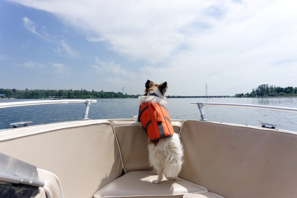 A dog on a pet friendly boating excursion to Broken Bow Lake